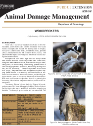 Animal Damage Management: Woodpeckers