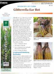 Diseases of Corn: Gibberella Ear Rot