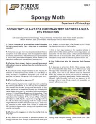 Spongy Moth Q & A's for Christmas Tree Growers and Nursery Producers