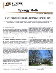 Q & A's About Using Pheromones and Controlling Spongy Moth
