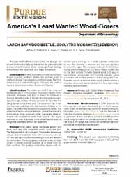 America's Least Wanted Wood-Borers:  Larch Sapwood Beetle, Scolytus morawitzi (Semenov)