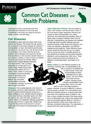 Common Cat Diseases and Health Problems