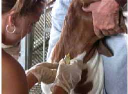 Obtaining A Blood Sample From Your Small Ruminant