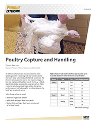 Poultry Capture & Handling