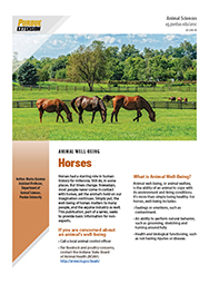 Animal Well-Being: Horses