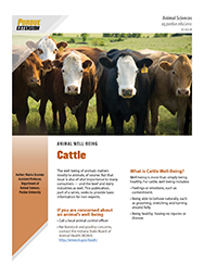 Animal Well-Being: Cattle