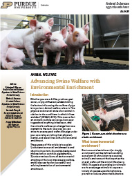 Advancing Swine Welfare with Environmental Enrichment