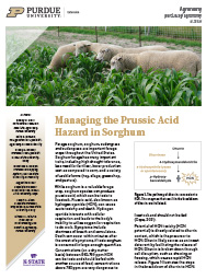 Managing the Prussic Acid Hazard in Sorghum