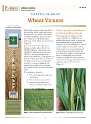 Diseases of Wheat: Wheat Viruses