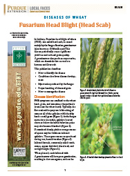 Diseases of Wheat: Fusarium Head Blight (Head Scab)