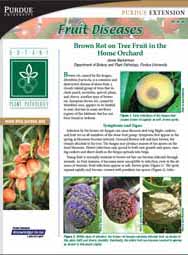 Fruit Diseases: Brown Rot on Tree Fruit in the Home Orchard