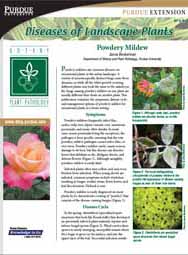 Diseases of Landscape Plants: Powdery Mildew