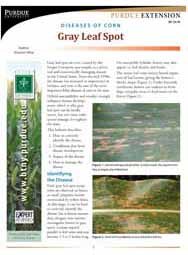 Diseases of Corn: Gray Leaf Spot