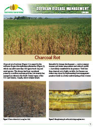 Soybean Disease Management: Charcoal Rot