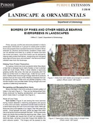 Borers of Pines and Other Needle Bearing Evergreens in Landscapes