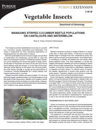 Managing Striped Cucumber Beetle Populations on Cantaloupe and Watermelon