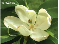 Indiana's Native Magnolias