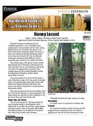 Honey Locust