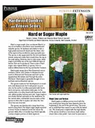 Hard or Sugar Maple