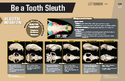 The Nature of Teaching: Tooth Sleuth poster