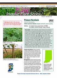 Invasive Plant Species Fact Sheets: Poison Hemlock