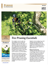 Tree Pruning Essentials