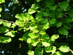 Invasive Plant Species: Oriental Bittersweet