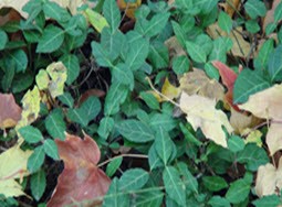 Invasive Plant Species: Wintercreeper