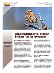Birds and Residential Window Strikes: Tips for Prevention