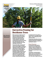 Corrective Pruning for Deciduous Trees
