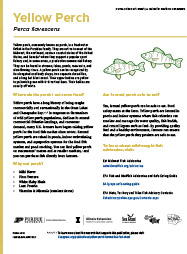 Yellow Perch Farmed Fish Fact Sheet