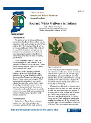 Red and White Mulberry in Indiana