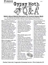 Q&A's About Pheromones & Controlling Gypsy Moth