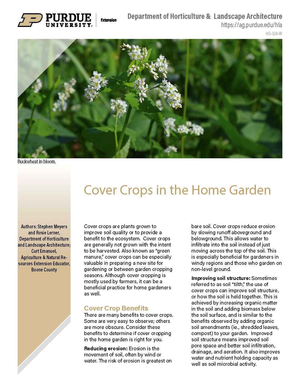 Cover crops in the home garden