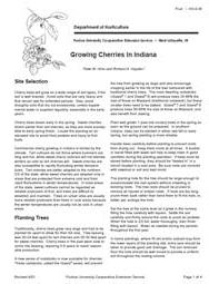 Growing Cherries in Indiana