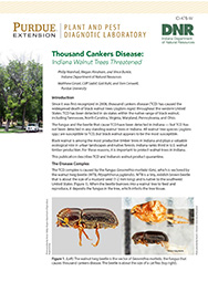 Thousand Cankers Disease: Indiana Walnut Trees Threatened