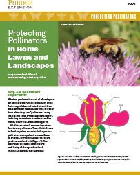 Protecting Pollinators: Protecting Pollinators in Home Lawns and Landscapes