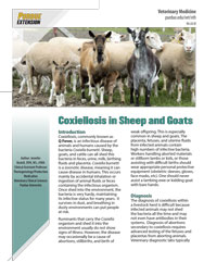 Coxiellosis in Sheep and Goats