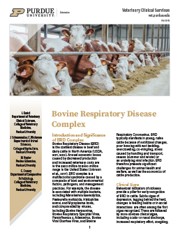 Bovine Respiratory Disease Complex