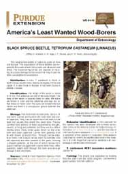 America's Least Wanted Wood-Borers: Black Spruce Beetle, Tetropium castaneum (Linnaeus)