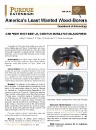 America's Least Wanted Wood-Borers: Camphor Shot Beetle, Cnestus mutilatus (Blandford)