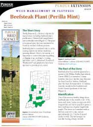 Weed Management in Pastures: Beefsteak Plant (Perilla Mint)